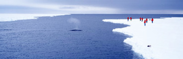 Whale, Sea Ice, Ross Sea, Antarctica
