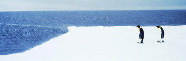 Adelie Penguins, Ross Sea, Antarctica