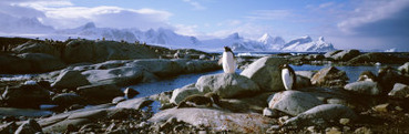 Penguins, Peterman Island, Antarctica