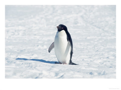 Adelie Penguin in Snow, Antarctica