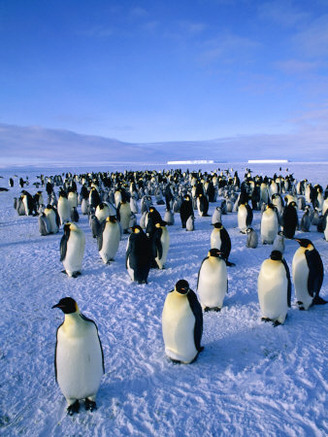 Emperor Penguin (Aptenodytes Forsteri) Colony at Dawson-Lambton Glacier, Weddell Sea, Antarctica