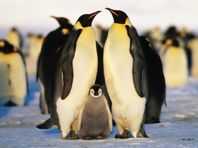Emperor Penguins with Chick, Dawson-Lambton Glacier, Weddell Sea, Antarctica