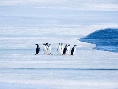 Adelie Penguins (Pygoscelis Adeliae), Browns Bluff, Weddell Sea, Antarctic Peninsula