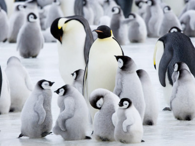 Colony of Emperor Penguins and Chicks, Snow Hill Island, Weddell Sea, Antarctica