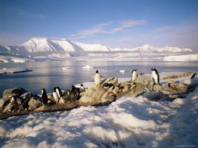 Gentoo Penguins on Wiencke Island, with Anvers Island in Distance, Antarctic Peninsula, Antarctica