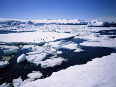 Adelie Penguins on Ice Floe, West Coast, Antarctic Peninsula, Antarctica, Polar Regions
