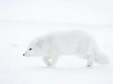 Arctic Fox (Polar Fox) (Alopex Lagopus), Churchill, Hudson Bay, Manitoba, Canada
