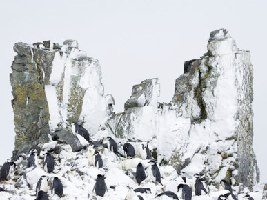 Chinstrap Penguins (Pygoscelis Antarcticus), Half Moon Island, Antarctic Peninsula, Weddell Sea