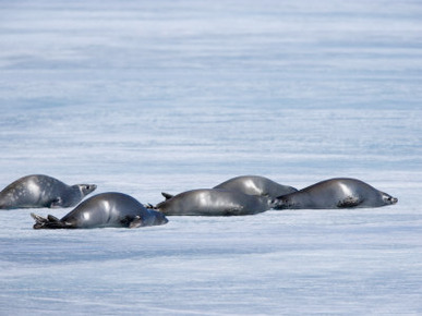 Weddell Seal (Leptonychotes Weddellii), Weddell Sea, Antarctic Peninsula, Antarctica, Polar Regions