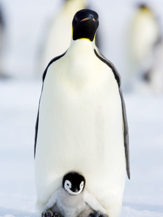 Emperor Penguin (Aptenodytes Forsteri) and Chick, Snow Hill Island, Weddell Sea, Antarctica