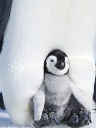Emperor Penguin Chick (Aptenodytes Forsteri), Snow Hill Island, Weddell Sea, Antarctica