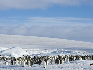 Colony of Emperor Penguins (Aptenodytes Forsteri), Snow Hill Island, Weddell Sea, Antarctica