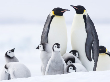 Emperor Penguins (Aptenodytes Forsteri) and Chicks, Snow Hill Island, Weddell Sea, Antarctica