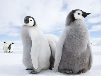 Emperor Penguin Chicks (Aptenodytes Forsteri), Snow Hill Island, Weddell Sea, Antarctica