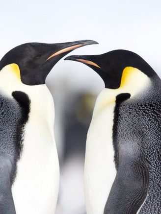 Emperor Penguins (Aptenodytes Forsteri), Snow Hill Island, Weddell Sea, Antarctica, Polar Regions