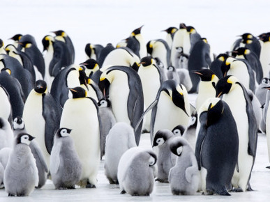 Colony of Emperor Penguins and Chicks, Snow Hill Island, Weddell Sea, Antarctica