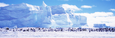 Emperor Penguin Colony, Ruser-Larsen Ice Shelf, Weddell Sea, Antarctica