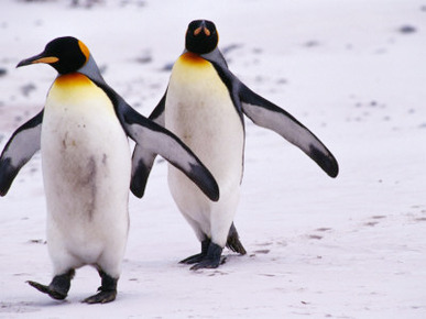 King Penguins (Aptenodytes Patagonicus) Walking, Antarctica