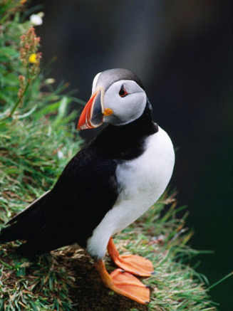 Puffin (Fratercular Arctica) at Dyrholaey Headland, Near Vik I Mydral, Vik, Sudurland, Iceland