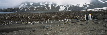 Antarctica, South Georgia, St. Andrews Bay, Group of King Penguins