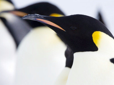 Emperor Penguins (Aptenodytes Forsteri), Snow Hill Island, Weddell Sea, Antarctica, Polar Regions